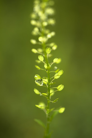 One_Drop-1